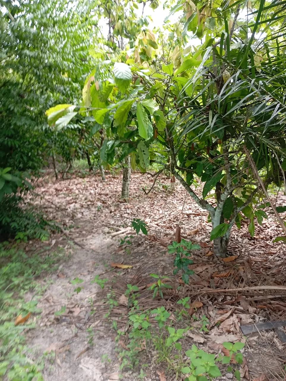 Terrain